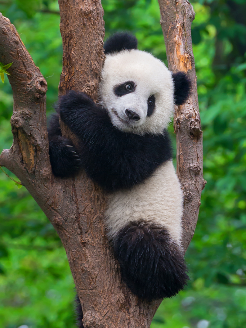 Chengdu All-Day Packed